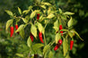 Cayenne Pepper Tarot Garden + Gift Seed Packet